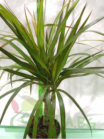 Драцена (Dracaena marginata)